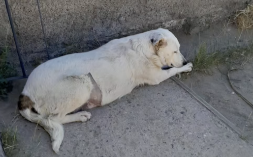 Una historia de dolor y fuerza: Perla fue rescatada en estado crítico y busca una familia